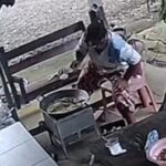 Watch: King cobra attacks woman cooking outside her home in Thailand